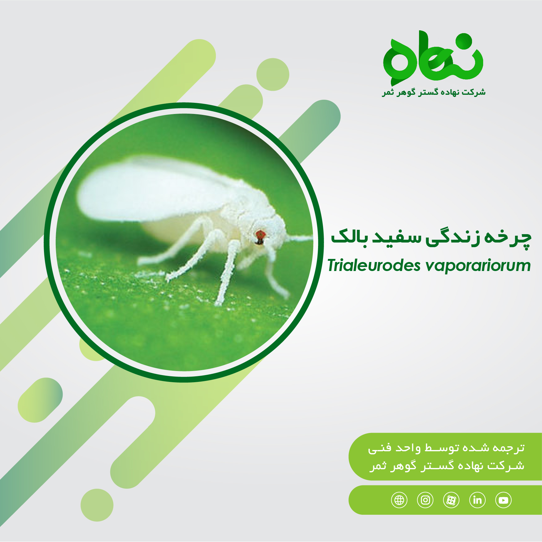 چرخه زندگی سفید بالک Trialeurodes vaporariorum